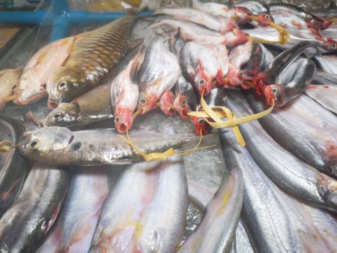นครพนม – ปลาน้ำโขงเอ่อเข้าน้ำสงคราม ตลาดปลาคึกคักสร้างรายได้ช่วงหน้าฝน
